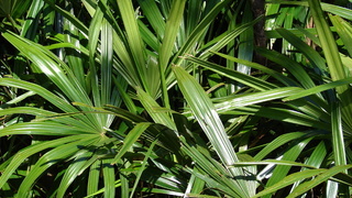 Комнатные растения теневыносливые: Рапис (лат. Rhapis)