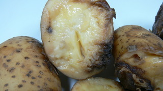 Болезни клубней картофеля фото и описание мокрой гнили бактериальной