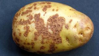 Картофель болезни клубней: парша