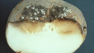 Картофель болезни клубней: рак
