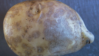 Картофель болезни клубней: порошистая парша