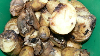 Болезни клубней картофеля фото и описание мокрой гнили бурой бактериальной
