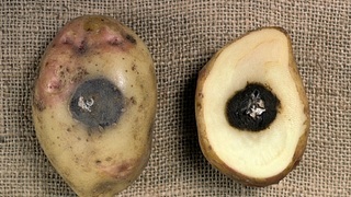 Болезни клубней картофеля фото и описание гнили - черная ножка