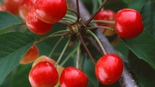 Сакура вишня плоды