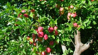 Сорт яблок розовый жемчуг &ndash; дерево 