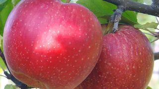 Сорт яблок розовый жемчуг фото &ndash; плоды