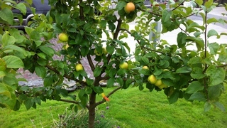 Можно ли вырастить яблоню из ветки: первые плоды
