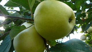 Яблоня антоновка - ветвь с плодами