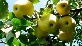 Сорт яблок антоновка - дерево с плодами