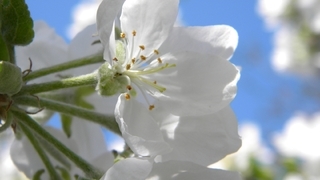 Сорт яблок белый налив &ndash; яблоневый цвет
