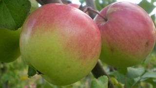 Яблоня богатырь описание сорта - румянец на плодах
