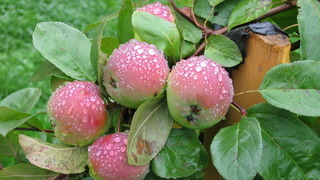 Сорт яблок Розовый жемчуг фото и описание. Отличительные особенности