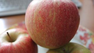 Яблоня богатырь - полностью созревший плод