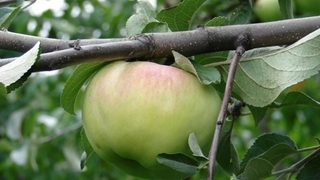 Сорт яблок богатырь - необычная форма плодов