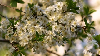 Сорта вишни: уход во время цветения