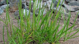 Мятлик луговой - газонные травы фото и названия 