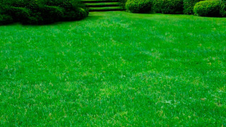 Виды газонной травы: тимофеевка мелколистная