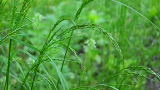 Мятлик дубравный - газонные травы фото и названия 