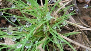 Виды газонной травы с фото : полевица собачья