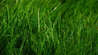 Виды газонной травы с фото : райграс пастбищный