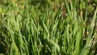 Подкормка травы лилипут
