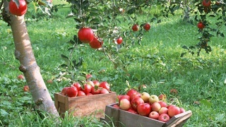 Яблоки гала плоды