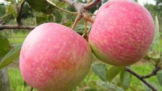Сорта яблонь для Урала: описание и фото