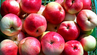 Сорта яблонь для урала: румянка свердловская