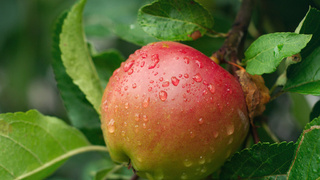 Сорта яблонь для урала: экранное