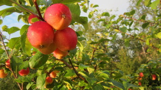 Сорта яблонь для урала: горноалтайское