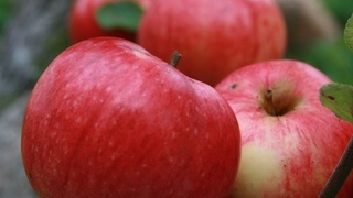 Сорта яблонь для урала: персиянка