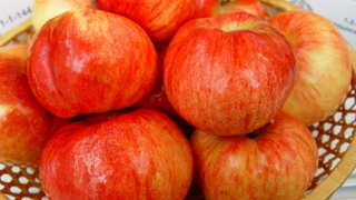 Сорта яблонь для урала: янтарь