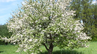 Яблоня китайка золотая ранняя - цветущее дерево