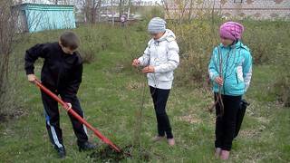 Вишня кустовая: посадка и удобрение