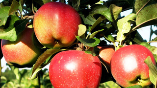 Яблоня фуджи описание и фото сорта