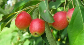 Яблоня китайка - плоды