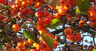 Яблоня китайка - дерево с урожаем