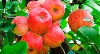 Яблоня мельба: ветвь с плодами