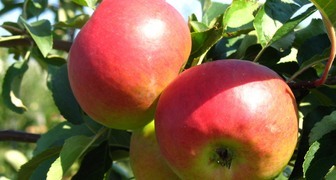 Сорт яблок лобо &ndash; плоды