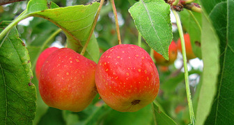 Сорта яблонь для Сибири, сорт Ранетка Ермолаева