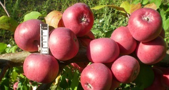 лучшие сорта яблонь для сибири - Баяна