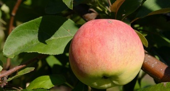 Лучшие сорта яблонь для сибири: Мельба