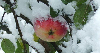 Яблоня медуница зимняя отличается от материнского дерева поздним созреванием