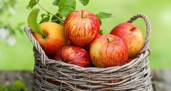 Яблоки Мединцы ценятся за медовый вкус и аромат