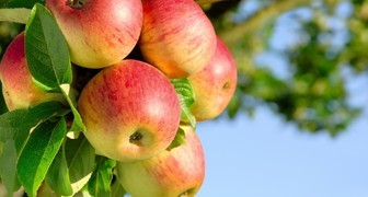Яблоня медуница имеет сочные и ароматные плоды