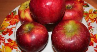 Сорт яблок лобо &ndash; зрелые плоды