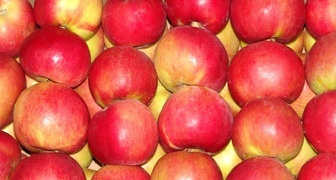 Сорт яблок лобо &ndash; достоинства и недостатки сорта