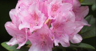 Рододендрон (лат. Rhododendron)