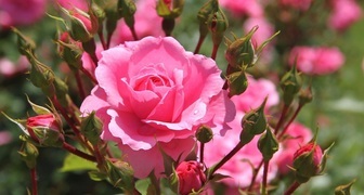Особенности выращивания роз в домашних условиях