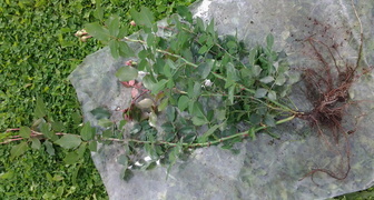 Размножение роз черенками, фото черенка розы в пакете